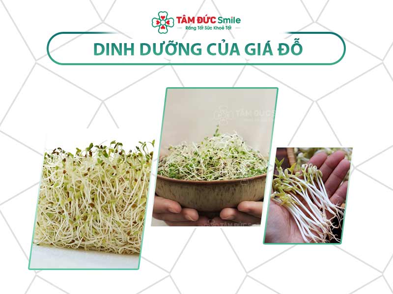 DINH DƯỠNG TRONG GIÁ ĐỖ: 10 THẮC MẮC VỀ TÁC DỤNG KHI ĂN GIÁ ĐỖ