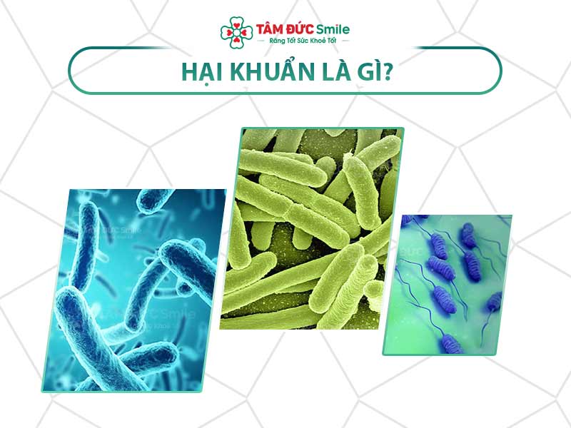 HẠI KHUẨN LÀ GÌ? CÁCH CÂN BẰNG LỢI KHUẨN VÀ HẠI KHUẨN BÊN TRONG CƠ THỂ