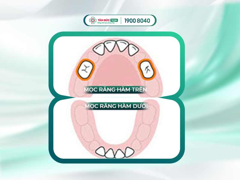 QUÁ TRÌNH MỌC RĂNG Ở TRẺ VÀ CÁCH CHĂM SÓC ĐÚNG CÁCH