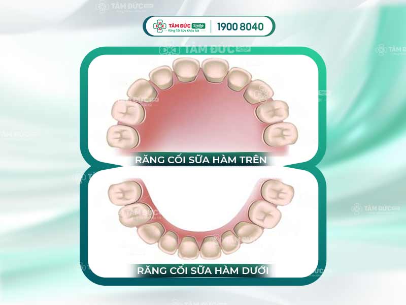 RĂNG CỐI SỮA CÓ THAY KHÔNG? LÀM GÌ ĐỂ CHĂM SÓC RĂNG MIỆNG CHO BÉ?