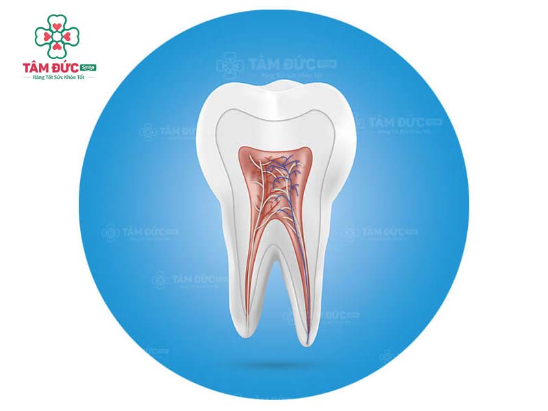 tuỷ răng có tác dụng gì