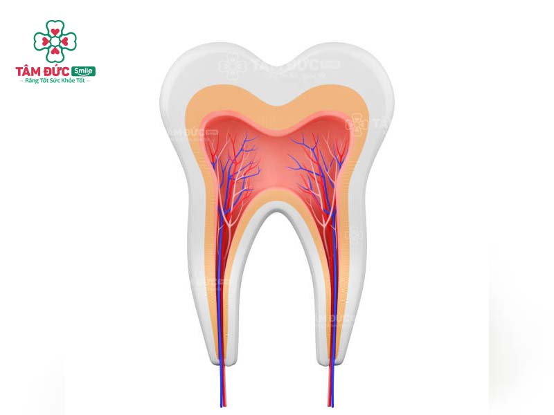 Tuỷ răng màu gì